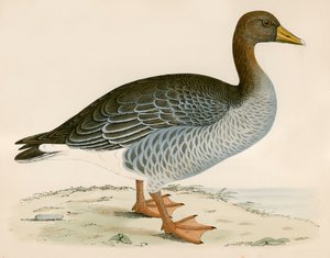 Grauwe gans